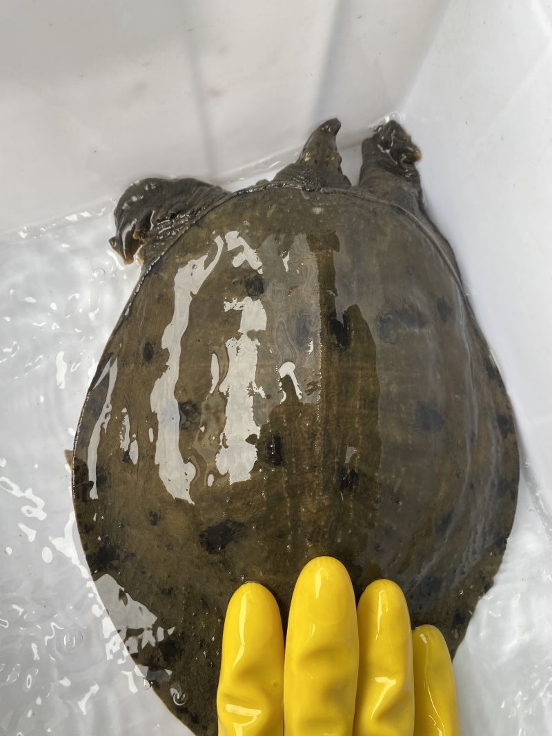 广东甲鱼鳖1～4斤顺丰包邮独个包装欢迎订购