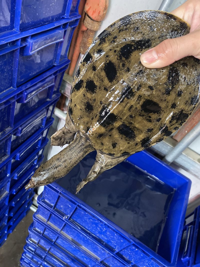 广东甲鱼鳖1～4斤顺丰包邮独个包装欢迎订购