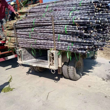 广西黑皮甘蔗甜脆多汁