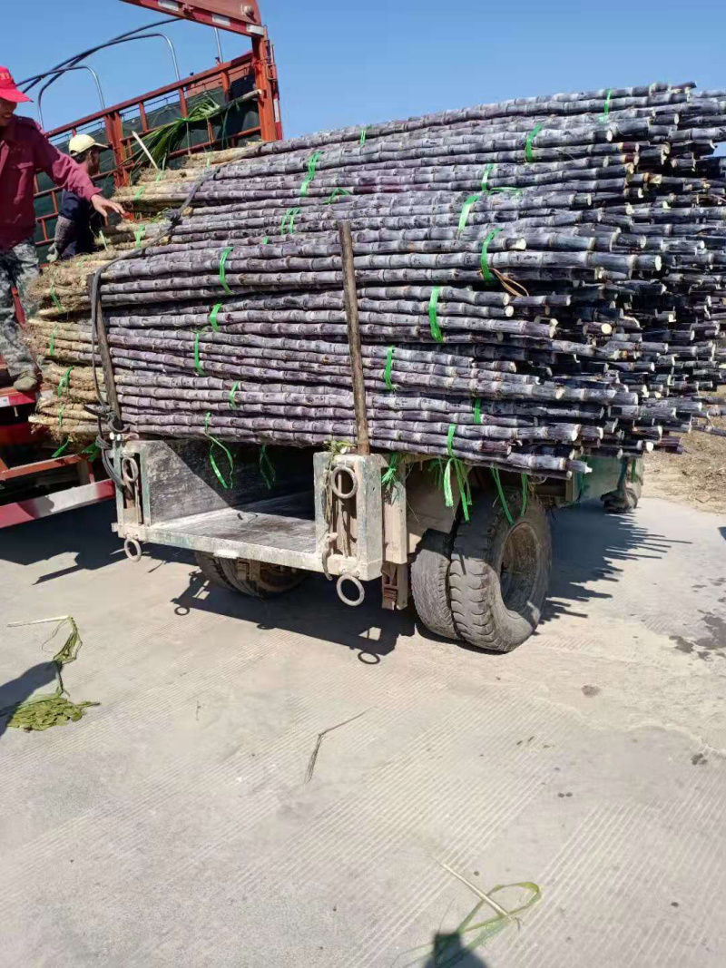 广西黑皮甘蔗甜脆多汁