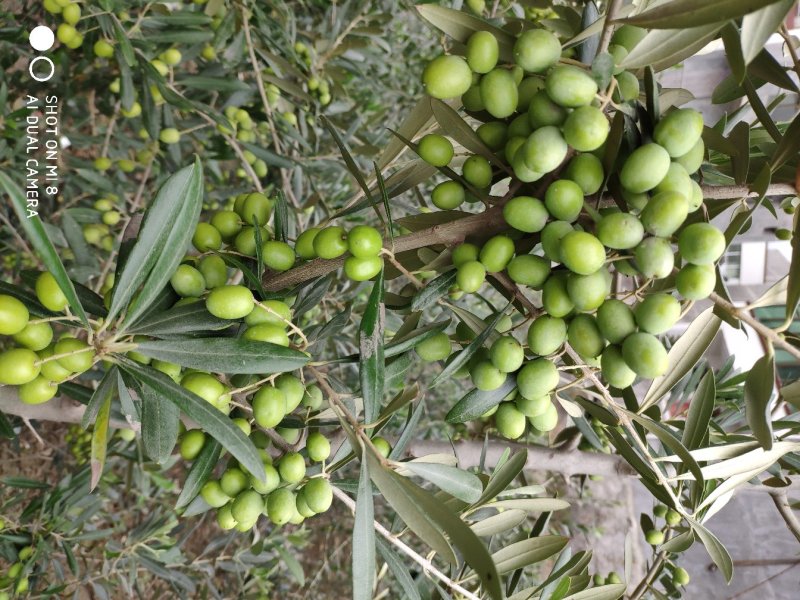 油橄榄树苗植物经济林木苗绿化树苗全国包邮