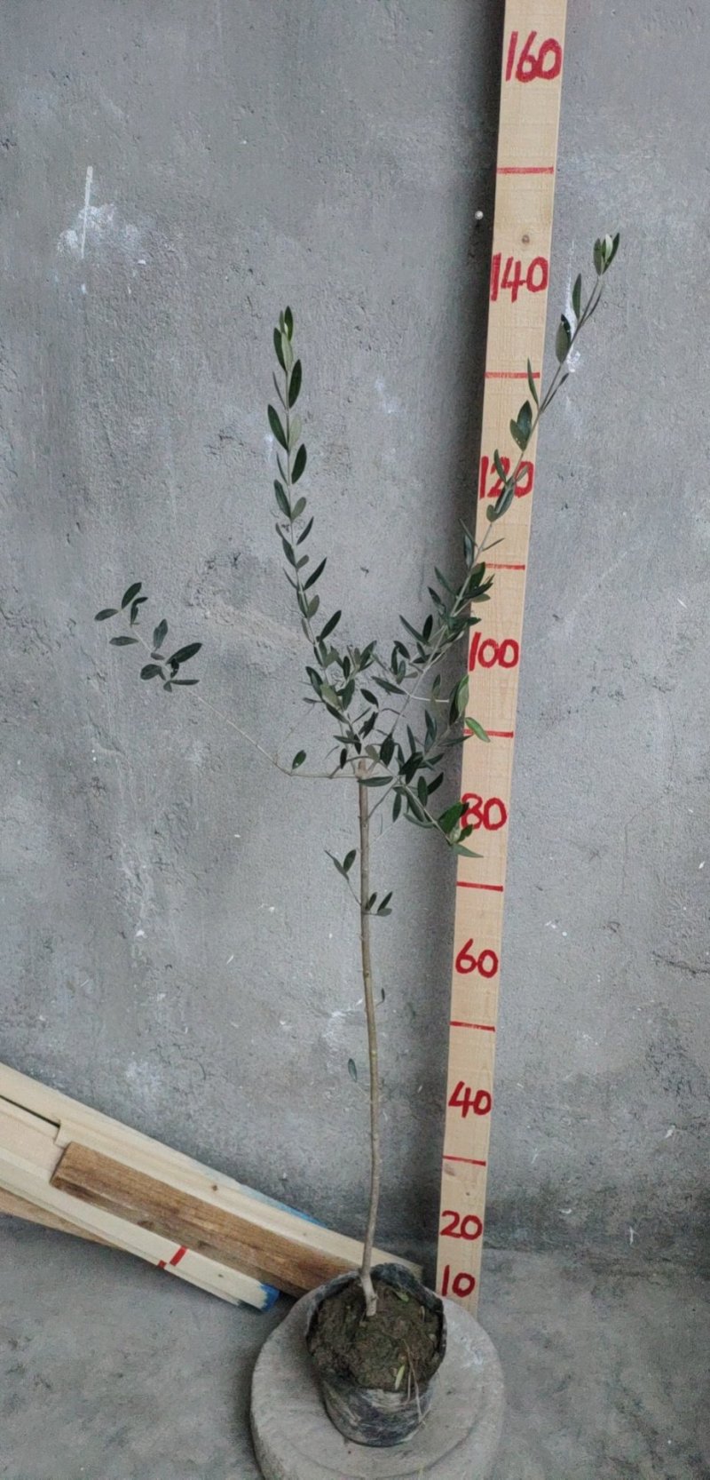 油橄榄树苗植物经济林木苗绿化树苗全国包邮