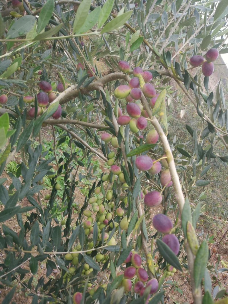 油橄榄树苗植物经济林木苗绿化树苗全国包邮