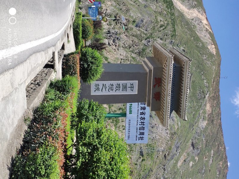 油橄榄树苗植物经济林木苗绿化树苗全国包邮