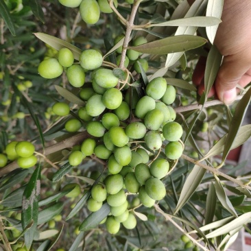 油橄榄树苗植物经济林木苗绿化树苗全国包邮