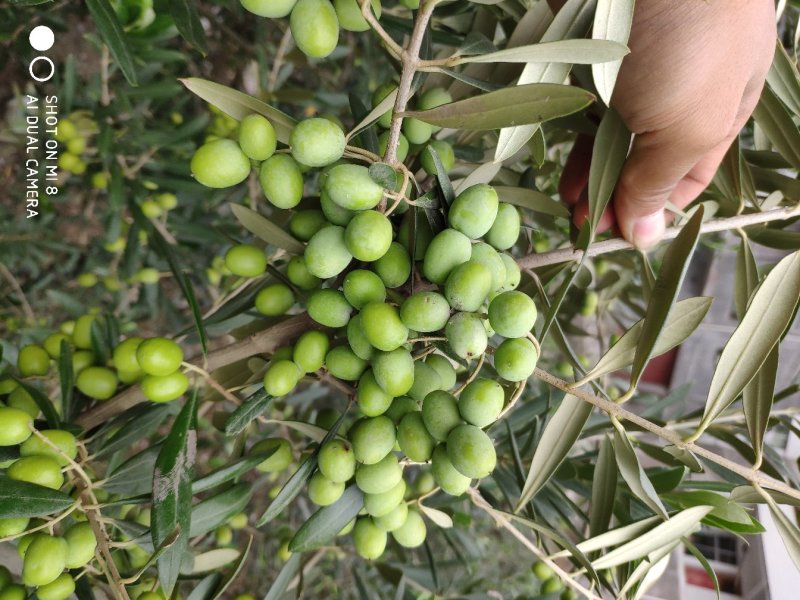 油橄榄树苗植物经济林木苗绿化树苗全国包邮