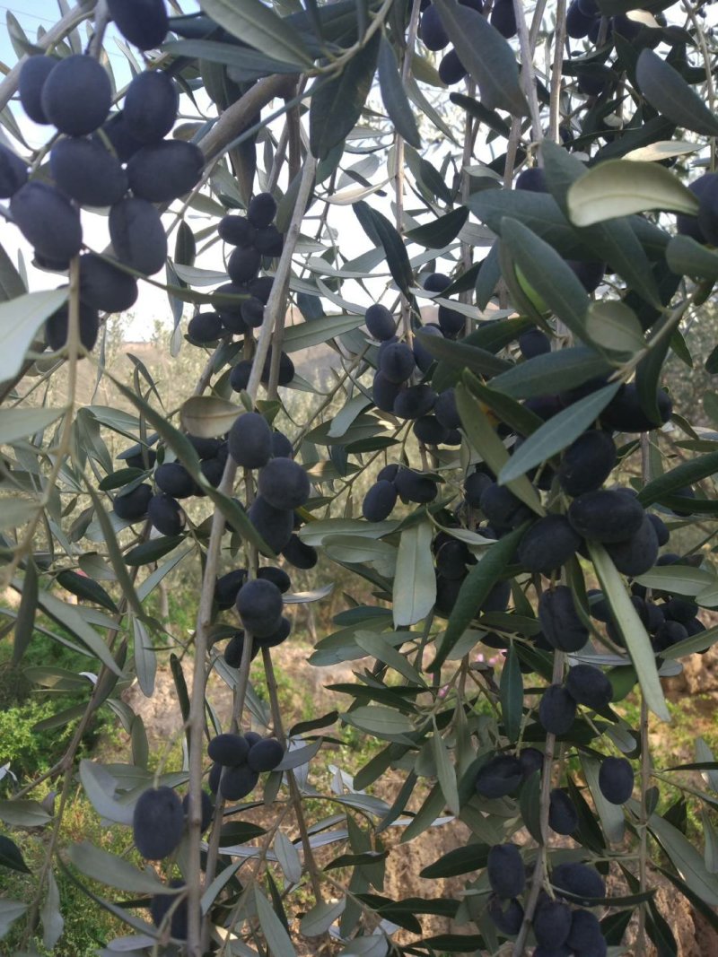 油橄榄树苗植物经济林木苗绿化树苗全国包邮