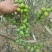 油橄榄树苗植物经济林木苗绿化树苗全国包邮