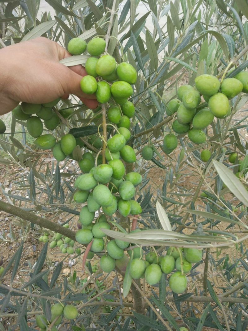 油橄榄树苗植物经济林木苗绿化树苗全国包邮