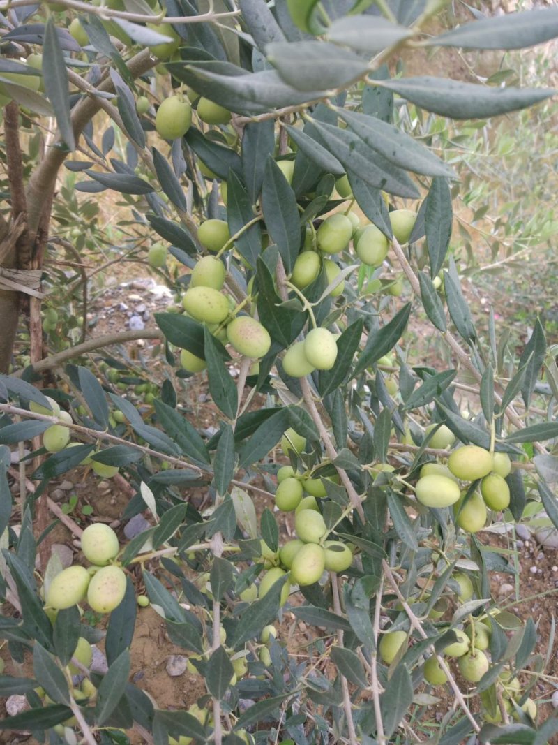 油橄榄树苗植物经济林木苗绿化树苗全国包邮