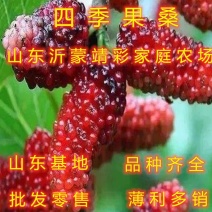 四季果桑树苗桑椹子树苗南北方种植桑树苗包品种包结果