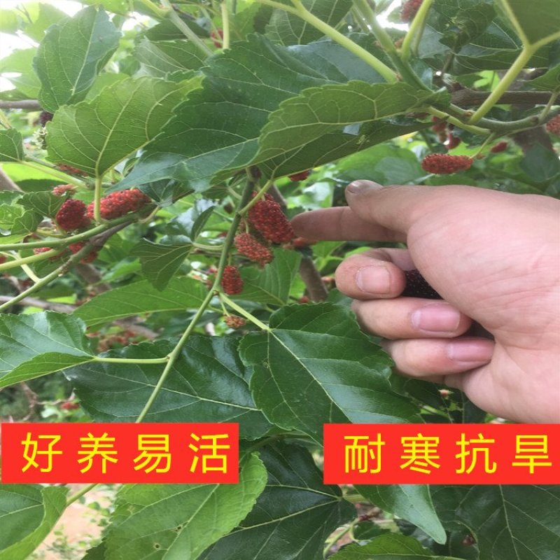 四季果桑树苗桑椹子树苗南北方种植桑树苗包品种包结果