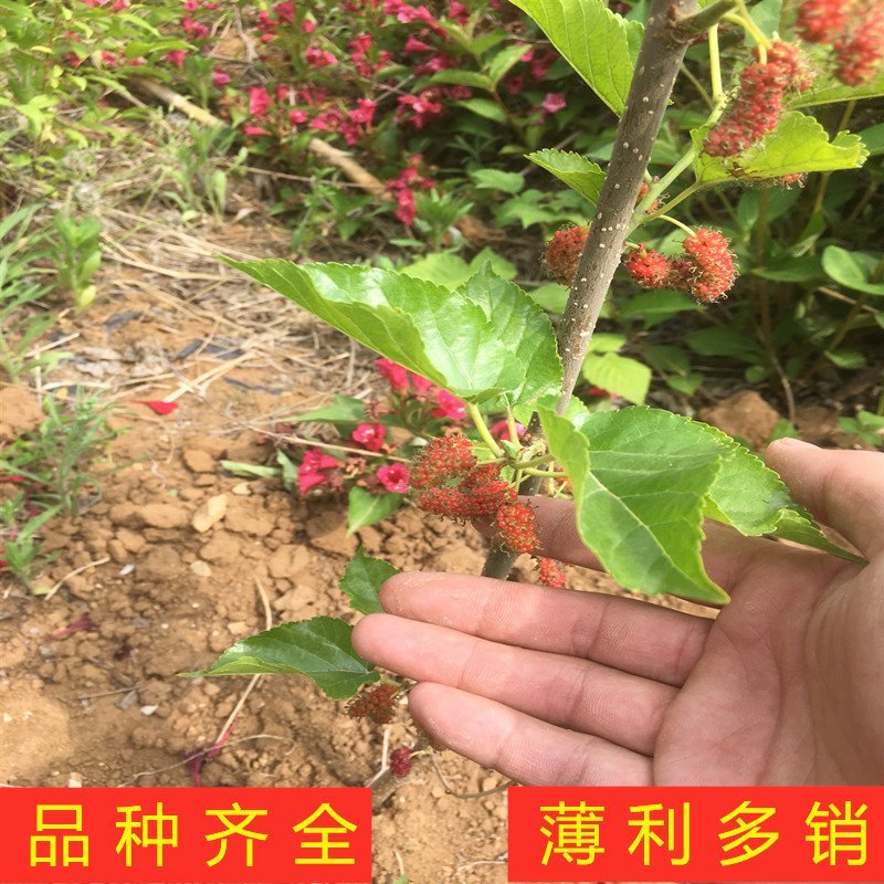 四季果桑树苗桑椹子树苗南北方种植桑树苗包品种包结果