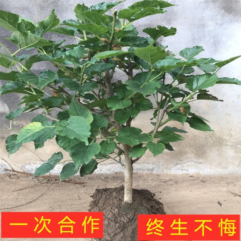 四季果桑树苗桑椹子树苗南北方种植桑树苗包品种包结果