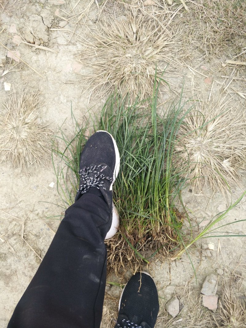 麦冬草，细叶麦冬草、丹麦草