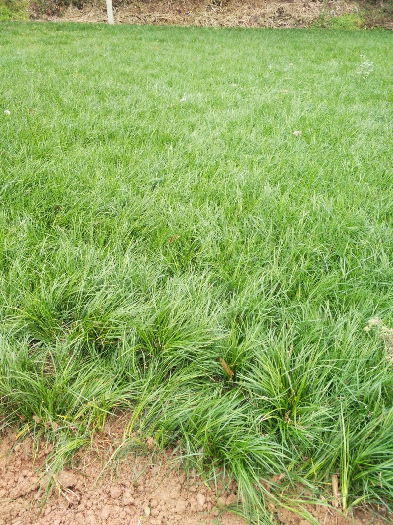 麦冬草，细叶麦冬草、丹麦草