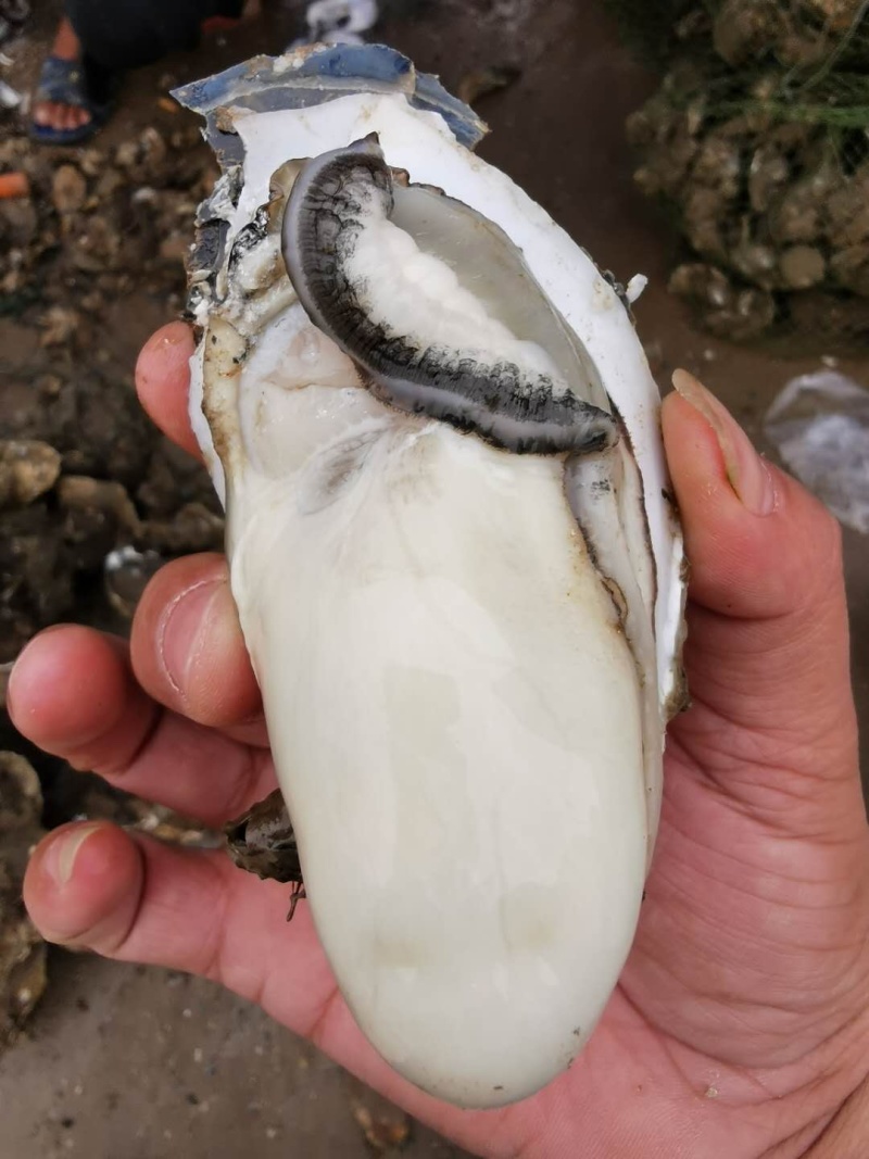 湛江生蚝蚝农一手蚝地直销批发