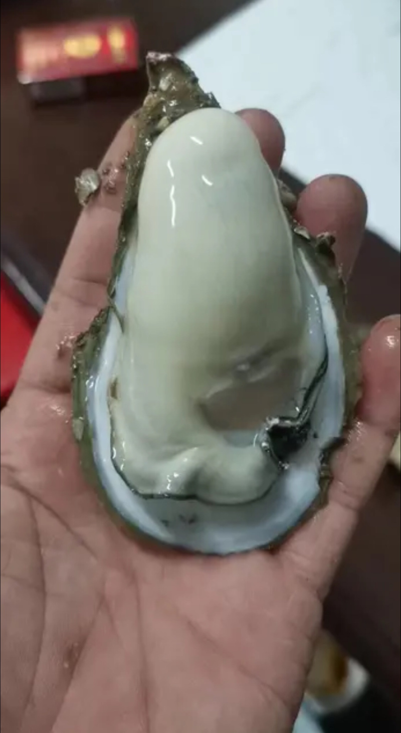 湛江生蚝蚝农一手蚝地直销批发