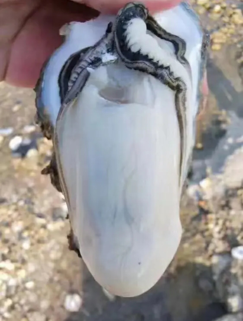 湛江生蚝蚝农一手蚝地直销批发