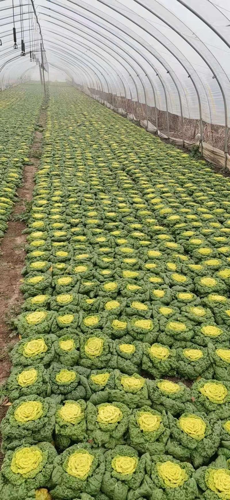 黄心菜，这里黄心菜面积四万亩，品质好，货量大