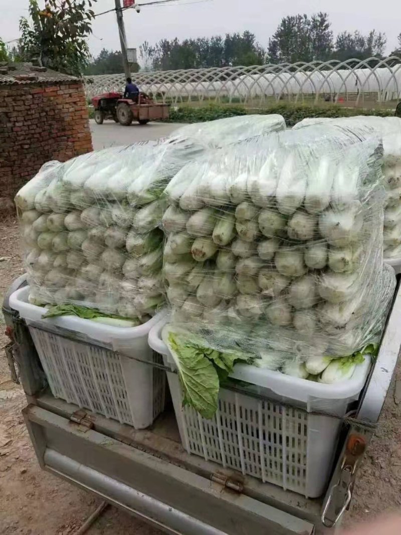 叶菜，各种蔬菜，量大，品质好，常年供应，量大服务好，