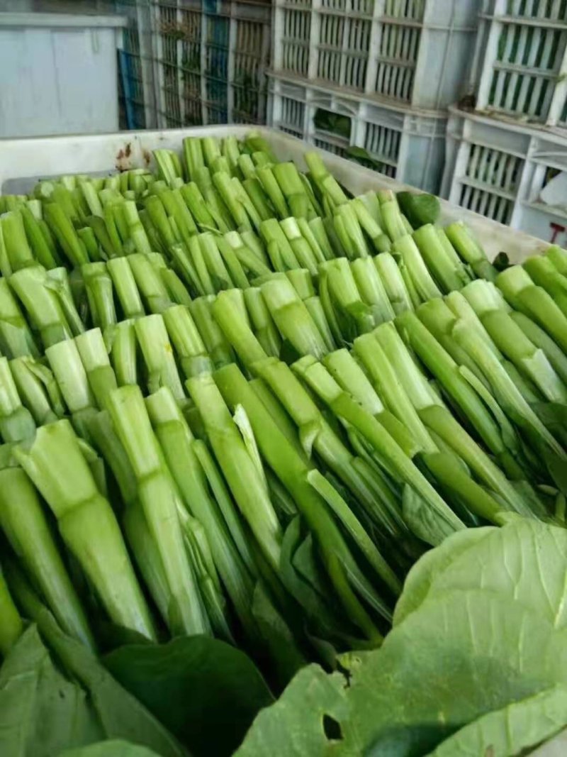 叶菜，各种蔬菜，量大，品质好，常年供应，量大服务好，