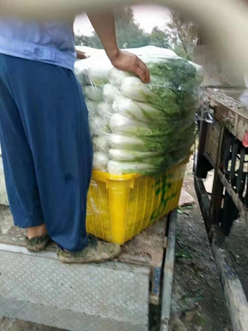 叶菜，各种蔬菜，量大，品质好，常年供应，量大服务好，