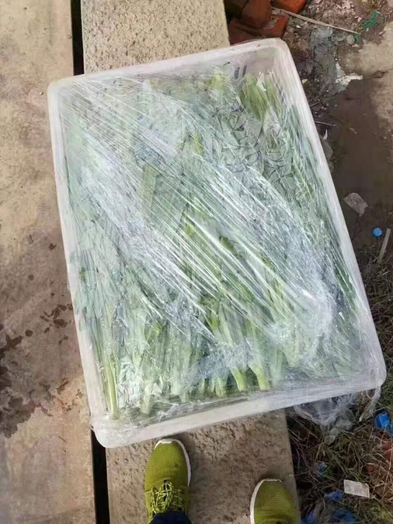 叶菜，各种蔬菜，量大，品质好，常年供应，量大服务好，