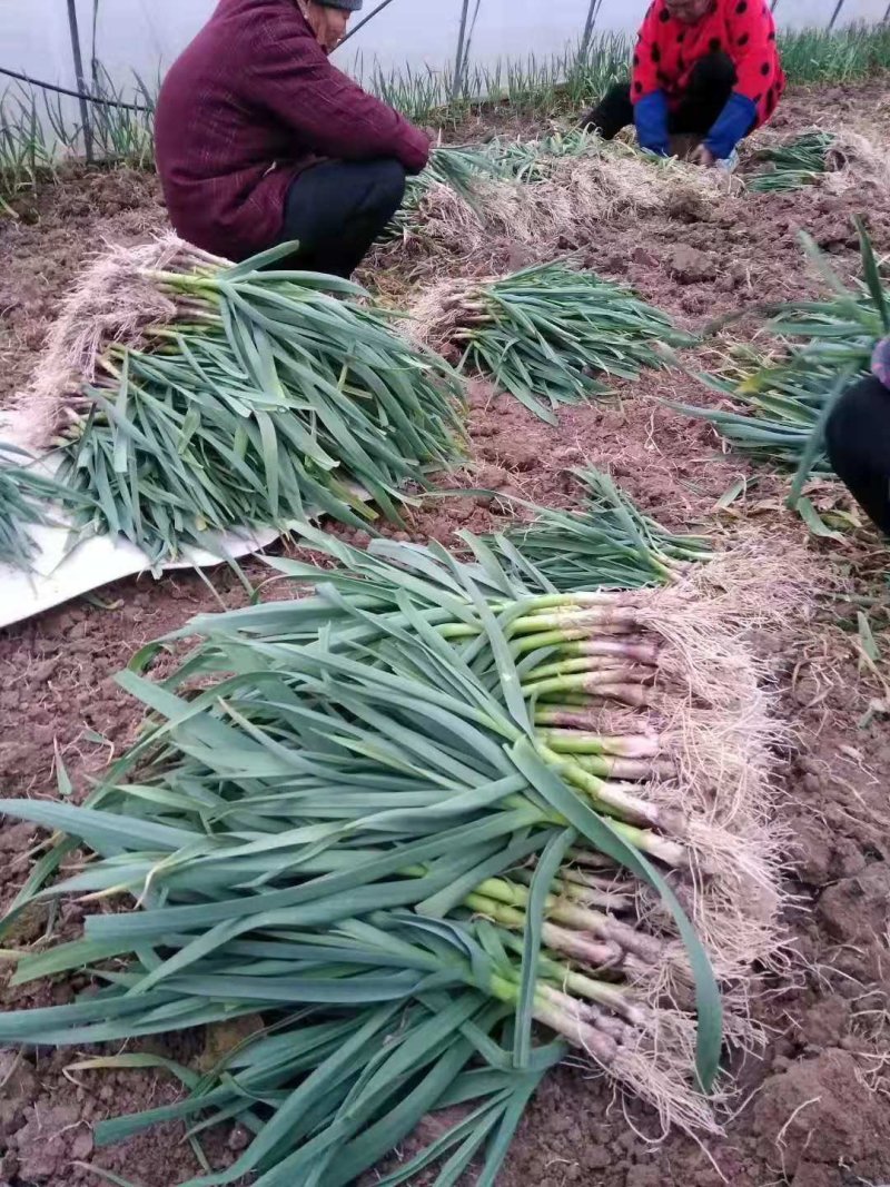 叶菜，各种蔬菜，量大，品质好，常年供应，量大服务好，
