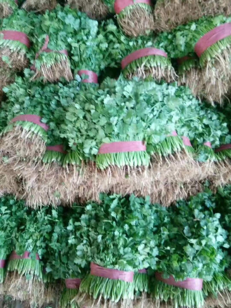 叶菜，各种蔬菜，量大，品质好，常年供应，量大服务好，