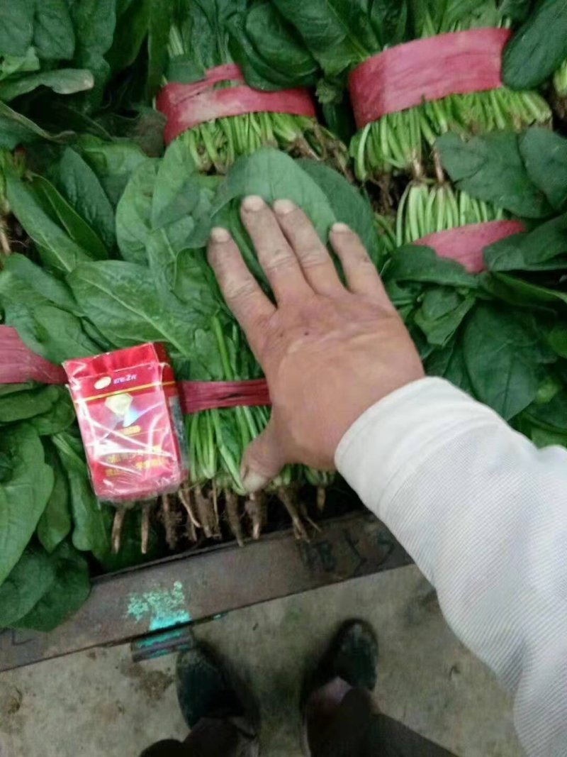 叶菜，各种蔬菜，量大，品质好，常年供应，量大服务好，