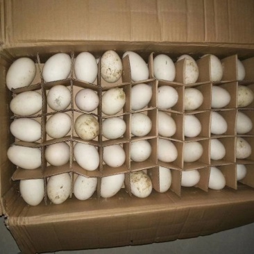 批发鲜鹅蛋