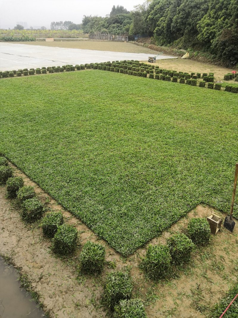 专业种植大叶油草