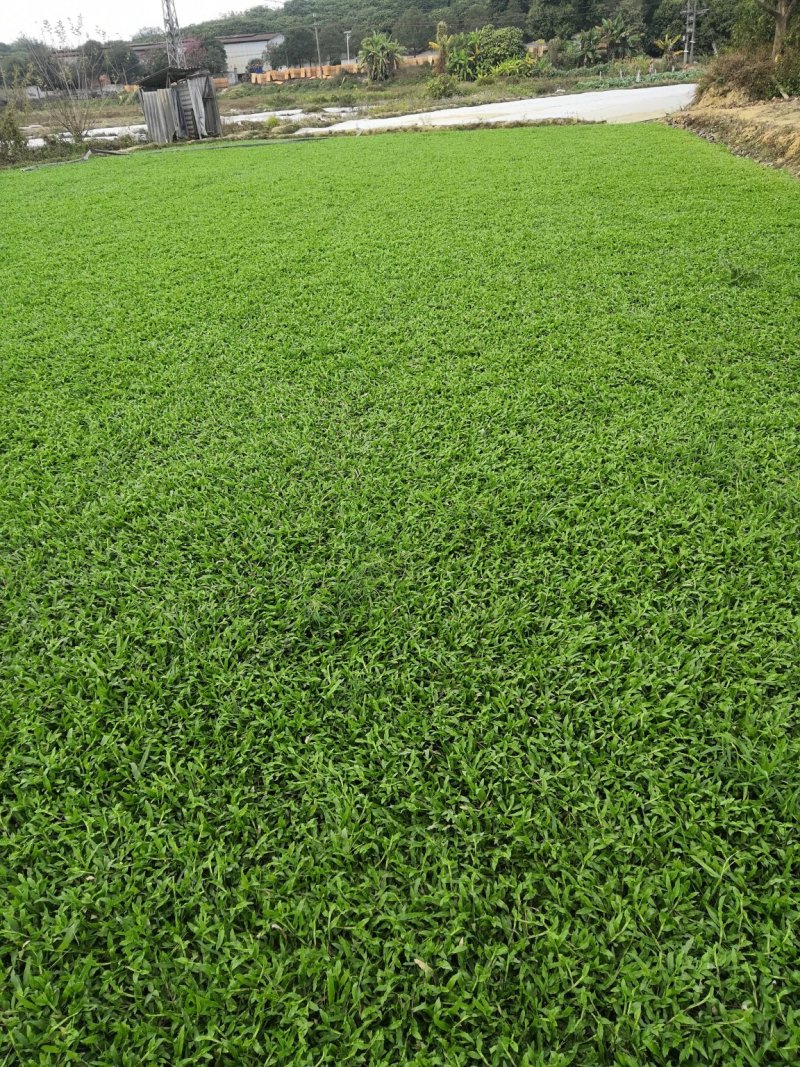专业种植大叶油草