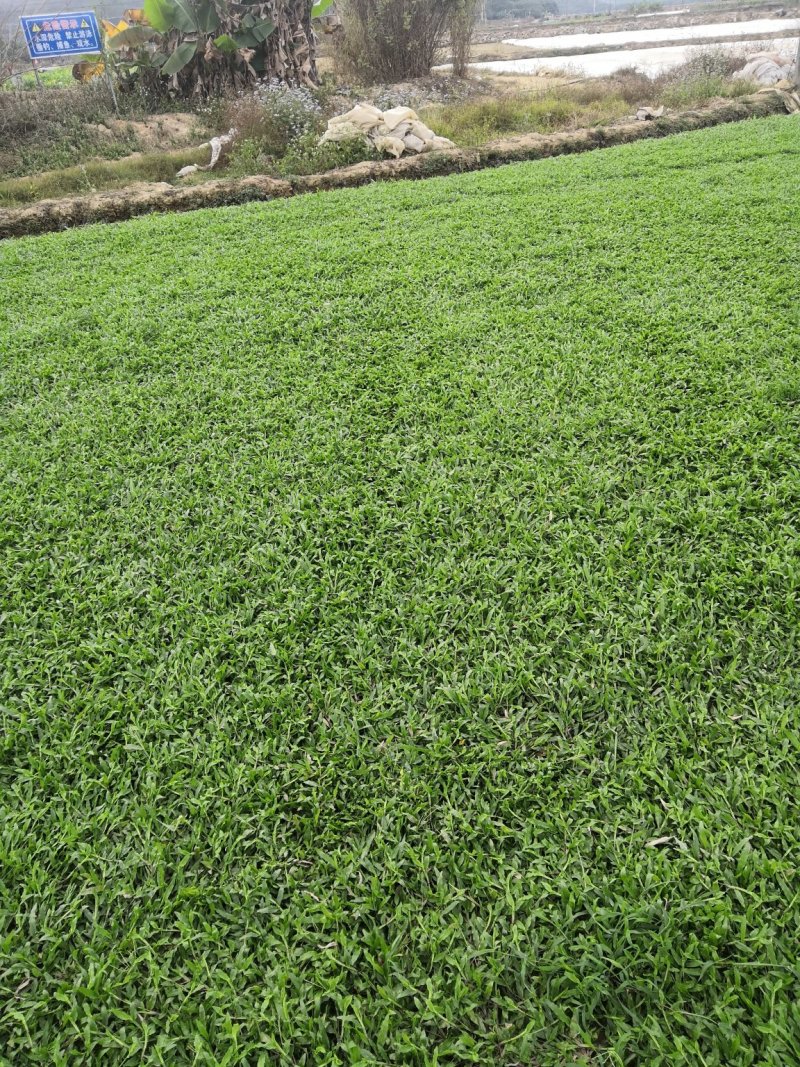 专业种植大叶油草