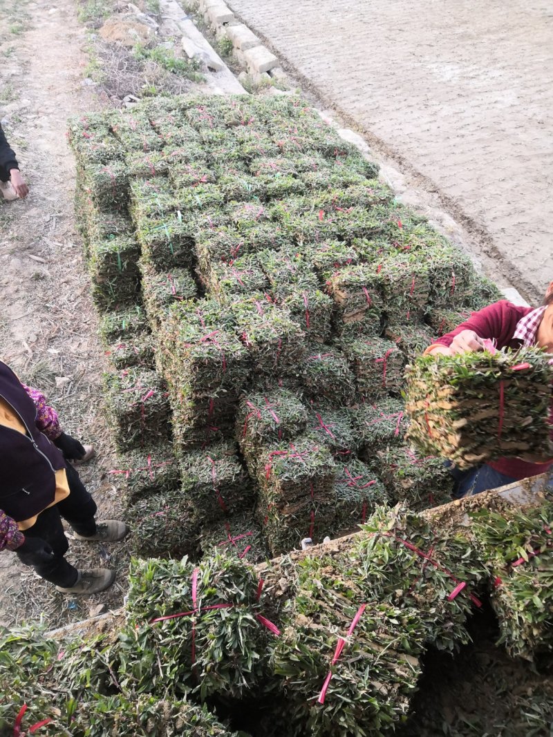 专业种植大叶油草