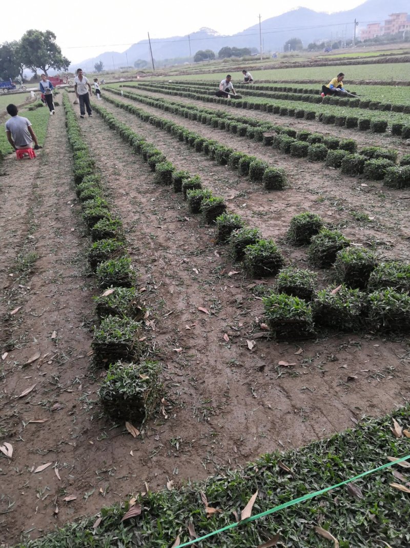 专业种植大叶油草