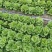 大量意大利生菜出售质优价廉