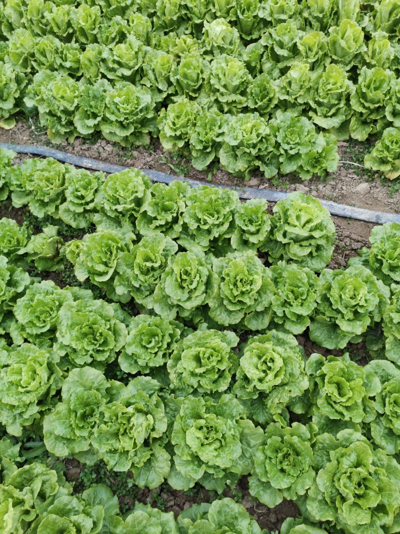 大量意大利生菜出售质优价廉