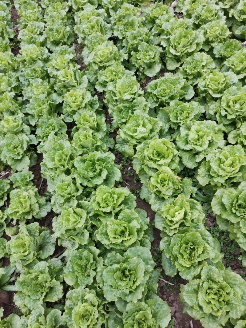 大量意大利生菜出售质优价廉