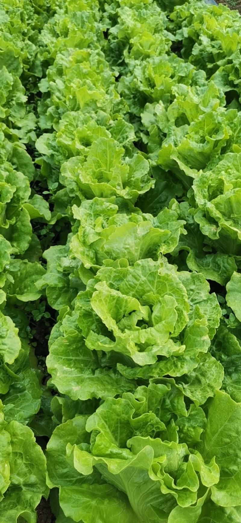 大量意大利生菜出售质优价廉