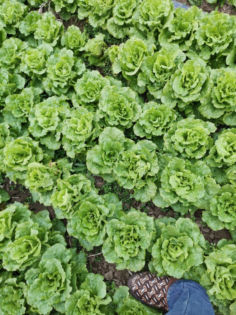 大量意大利生菜出售质优价廉