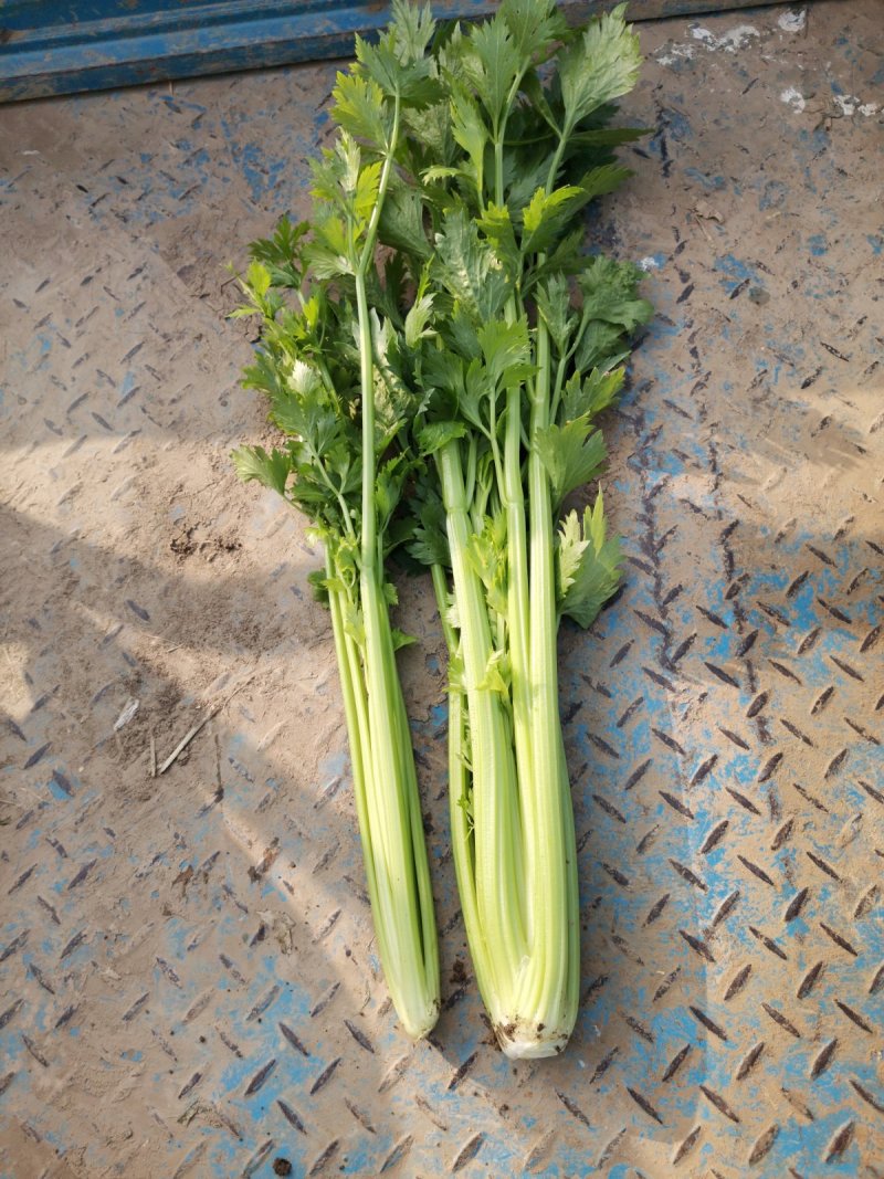 法国皇后芹菜50cm以上