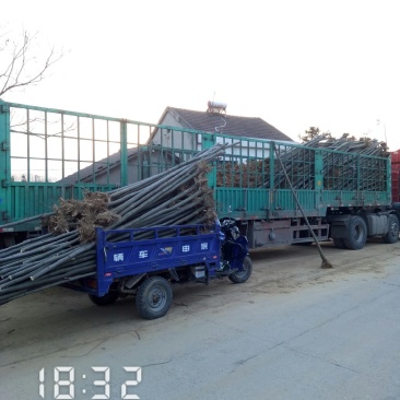6公分的栾树（黄山栾）南栾全年供应，支持线上保障交易