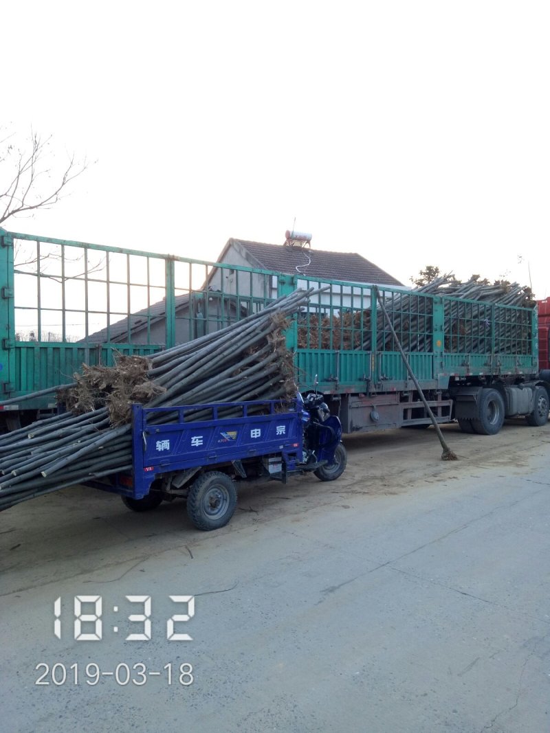 6公分的栾树（黄山栾）南栾全年供应，支持线上保障交易