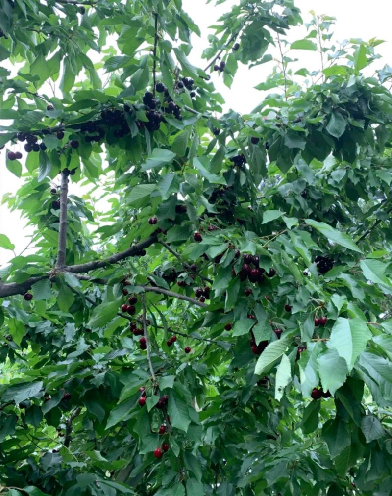 （南方大樱桃苗）无需授粉冷量黑珍珠美早车厘子大樱桃树苗
