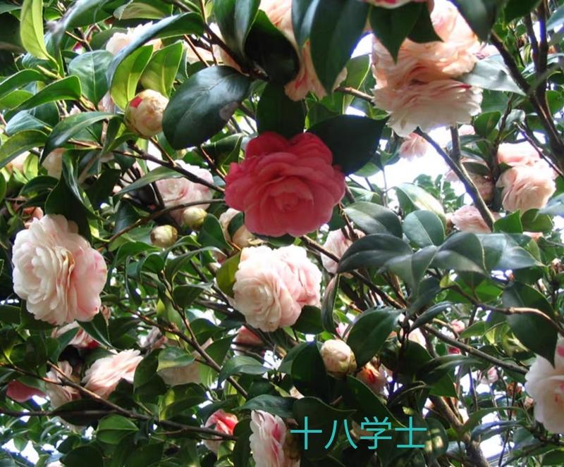茶花苗【多个品种，七仙女，十八学士，红茶花，巨型红茶花】