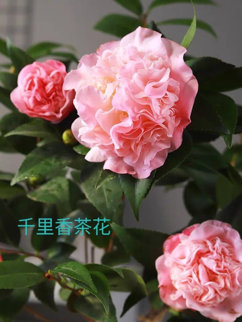 茶花苗【多个品种，七仙女，十八学士，红茶花，巨型红茶花】