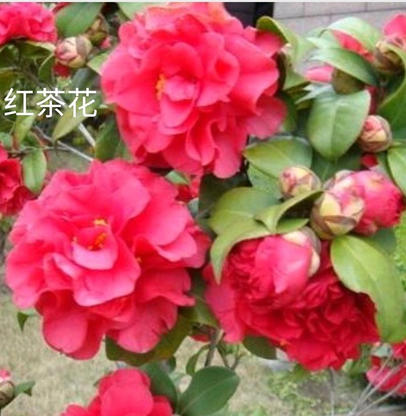 茶花苗【多个品种，七仙女，十八学士，红茶花，巨型红茶花】