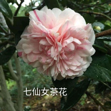 茶花苗【多个品种，七仙女，十八学士，红茶花，巨型红茶花】